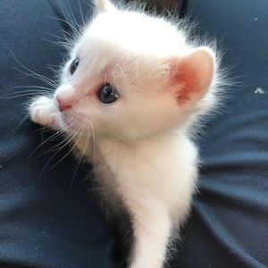 Meet your Posher, Perla